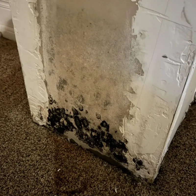Professional Mold Removal in Spring City, UT
